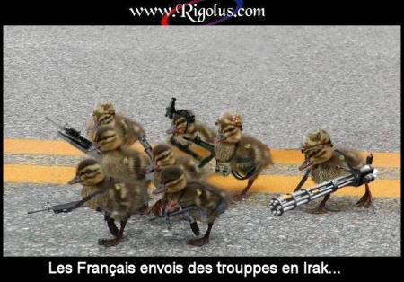 les canards